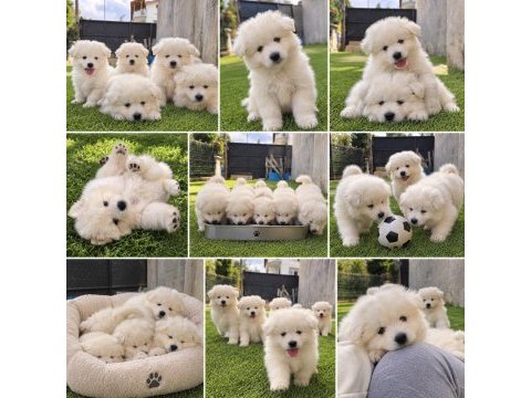 Samoyed bebekler 