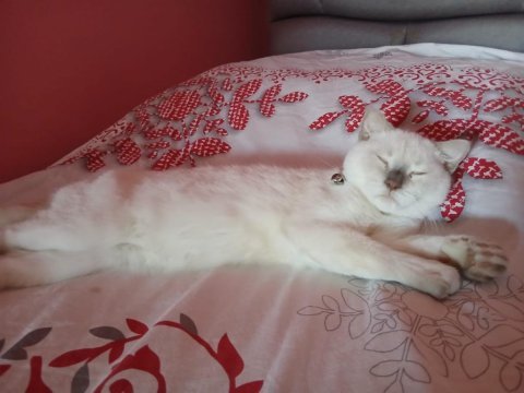 British shorthair blue point