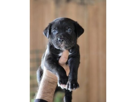Cane corso yavruları