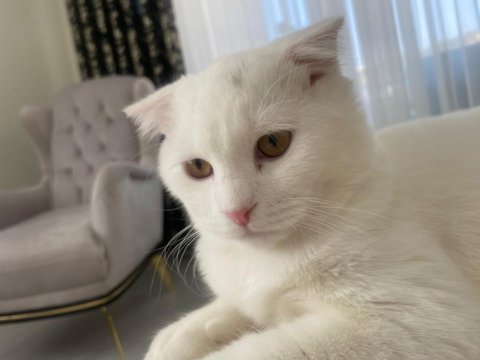 Scottish fold erkek kedime dışı kedi arıyorum