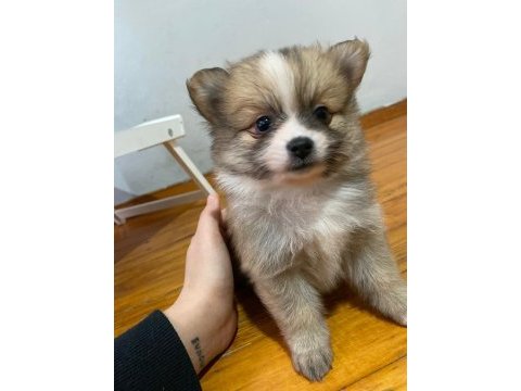 Pomeranian yavrular
