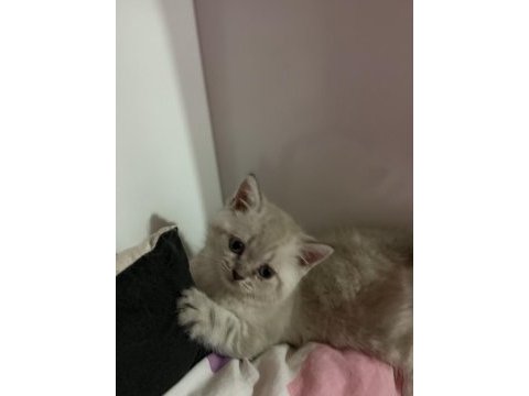 (uygun) lynx point british shorthair yavrular