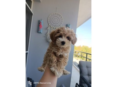 2 aylık dişi maltipoo