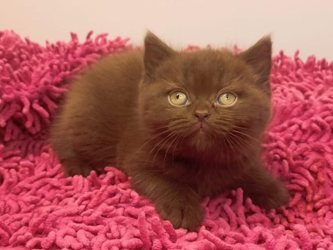 Safkan british shorthair solid chocolate