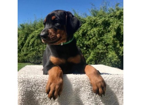 Ev ortamında doğan bebek dobermanlar yeni evini arıyor