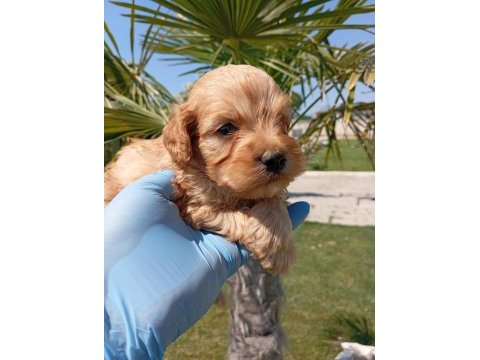 Maltipoo yavruları
