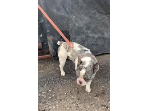 1.5 yaşında erkek french bulldog safkan merle aşılı