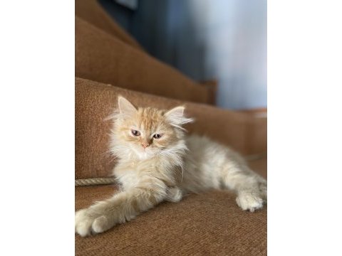 3 aylık sarı chinchilla