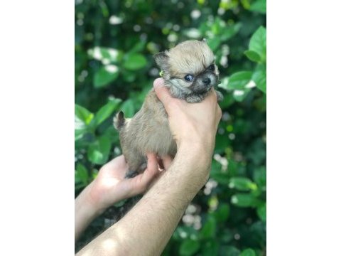 Özel longhair mikro teacup chihuahua