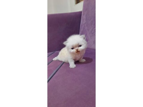 Sevimli chinchilla yavrumuz