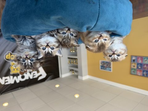 Kedi dünyasından orjinal british yavrular