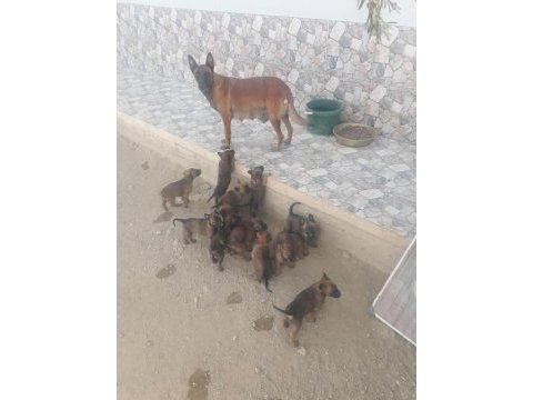 Belçika malinois yavruları hırslı