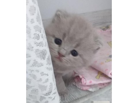 Scottish fold yavrular sahiplendirilecektir