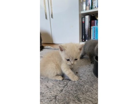 Son british shorthair yavrular yeni yuvalarını arıyoruz