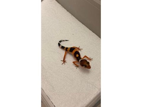 Moph garantili leopard gecko