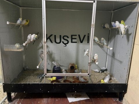 Yavru muhabbet kuşlar