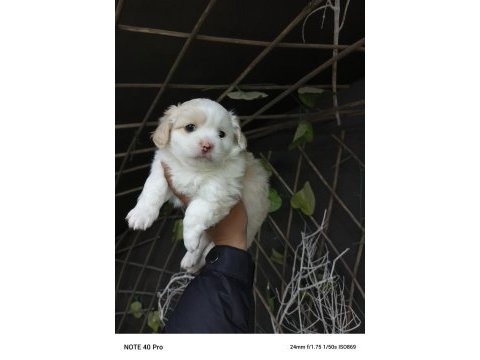 Yeni yuvalarına gitme hazır köpekler