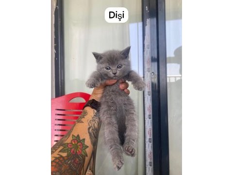 British shorthair güzellikler yeni yuvalarını arıyor