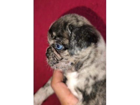 Egzotik renk pug mops yavruları