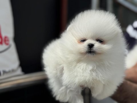 Petmode köpek çiftliğinde ziyarete açık pomeranian
