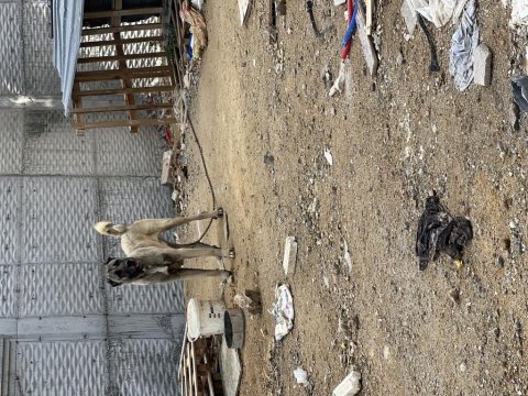 20 aylık safkan özel bakımlı kangal tüm aşıları tamdır