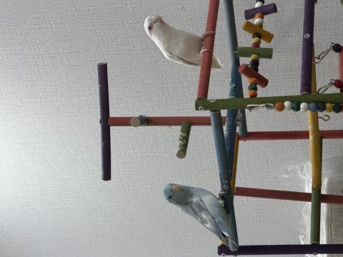 Yavru forpus papağanları dişi erkek sağlıklı