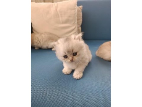 Silver british longhair şekerler