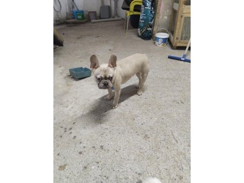 1 yaşında escobar egzotik silver fawn french bulldog