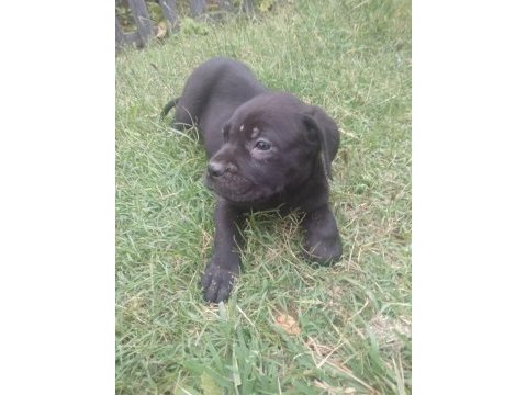 Sağlam ırk garantili mavi/siyah cane corso yavruları