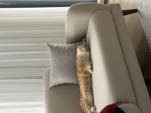 British shorthair 1 yaşında