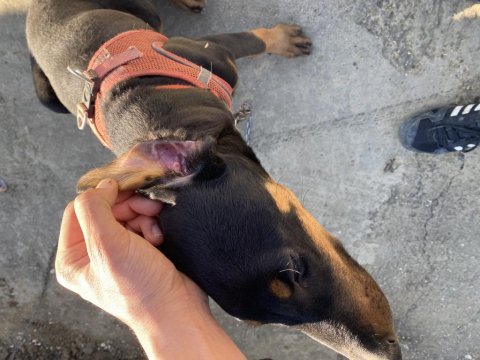 Dişi doberman bakabilecek biri alsın estetikli
