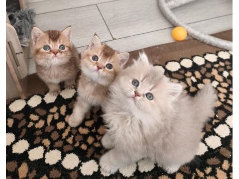 British shorthair ve longhair