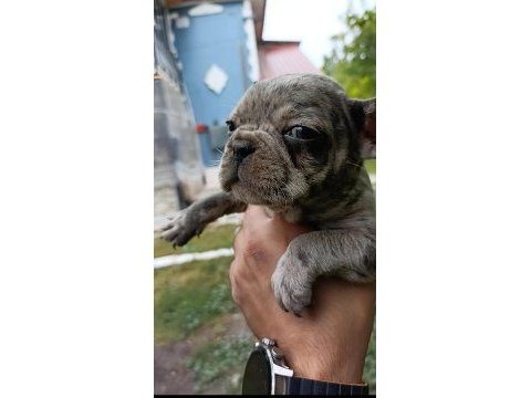 2 aylık french bulldog yavrular