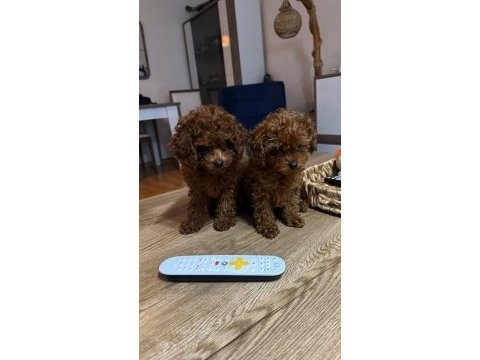 2 buçuk aylık kore poodle yavrular