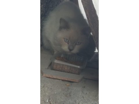 Bu asil kedimize yuva aranıyor