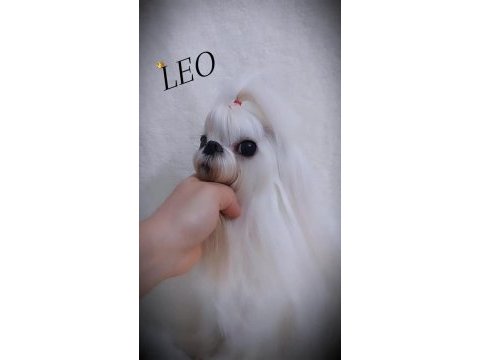 Kore maltese bebekler şecere belgeli