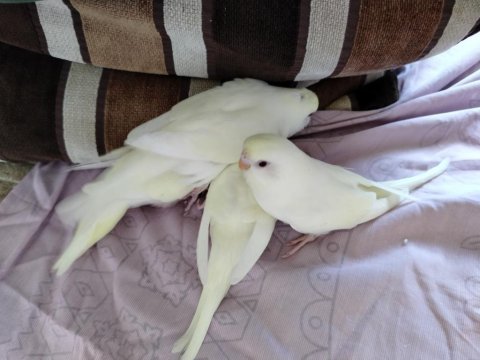Evde beslediğim kuşlarımın yavruları