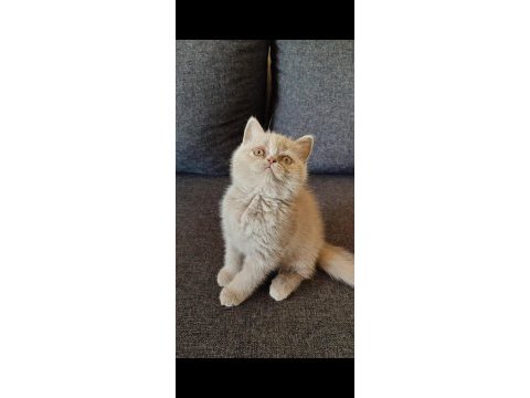 Fıstılinko kedimiz