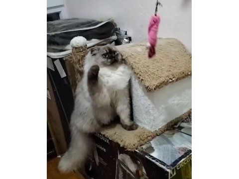 British longhair blue point - erkek yavru aslan