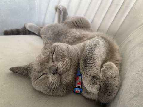 Sıcakkanlı british shorthair kızımızı sahiplendiriyoruz