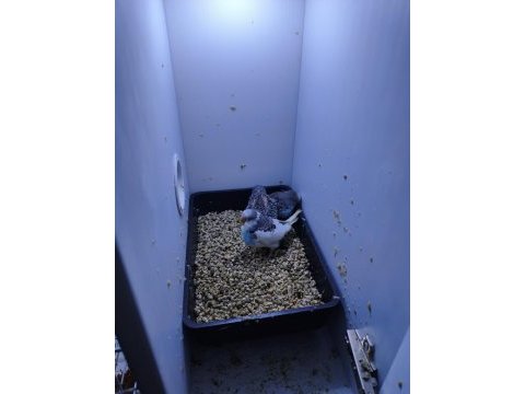 Takım olarak sahiplendirilecek muhabbet kuşu