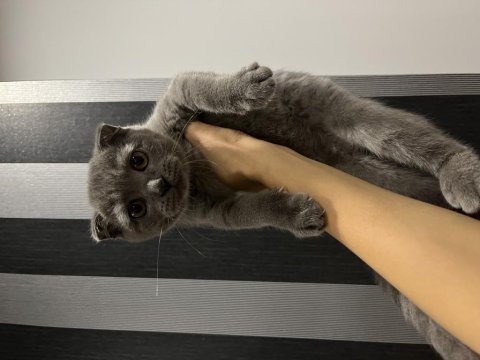 Scottish fold kedilerim 3 aylık