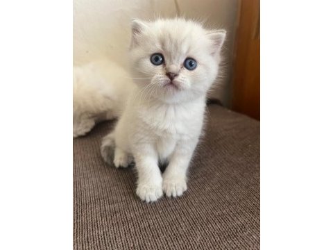 Pofuduk dişi ve erkek mavi gözlü bebek kediler