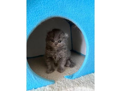 Scottish fold yavrularımız