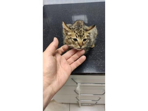 3 aylık tatlı bebek