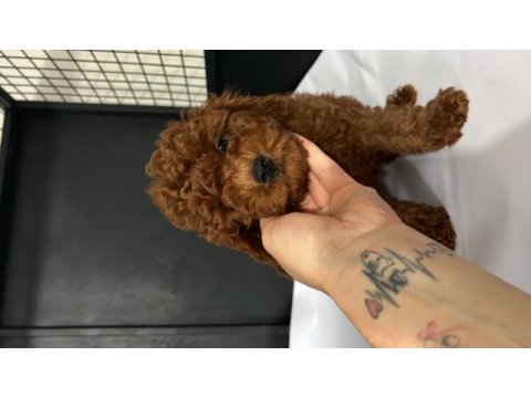 Orjnal tam toy poodle bebekler