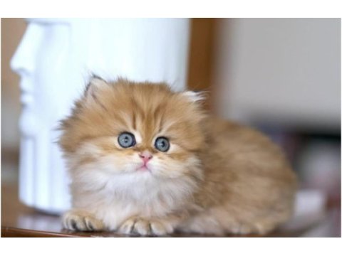 Harikulade golden ny12 british longhair 