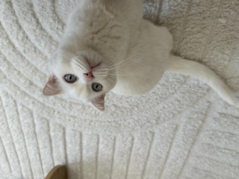 Bembeyaz scottish fold dişi kedi yuva arıyor