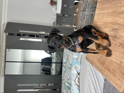 3 dişi harika doberman