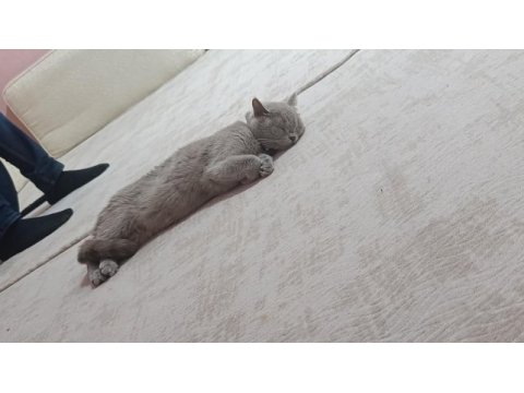 British shorthair mery kızımıza yuva arıyoruz